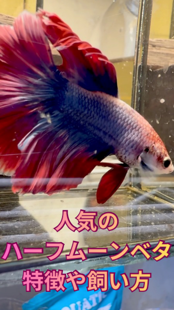 ベタの種類で一番人気はハーフムーン！フレアリングで広げたヒレの美しさは熱帯魚で一番