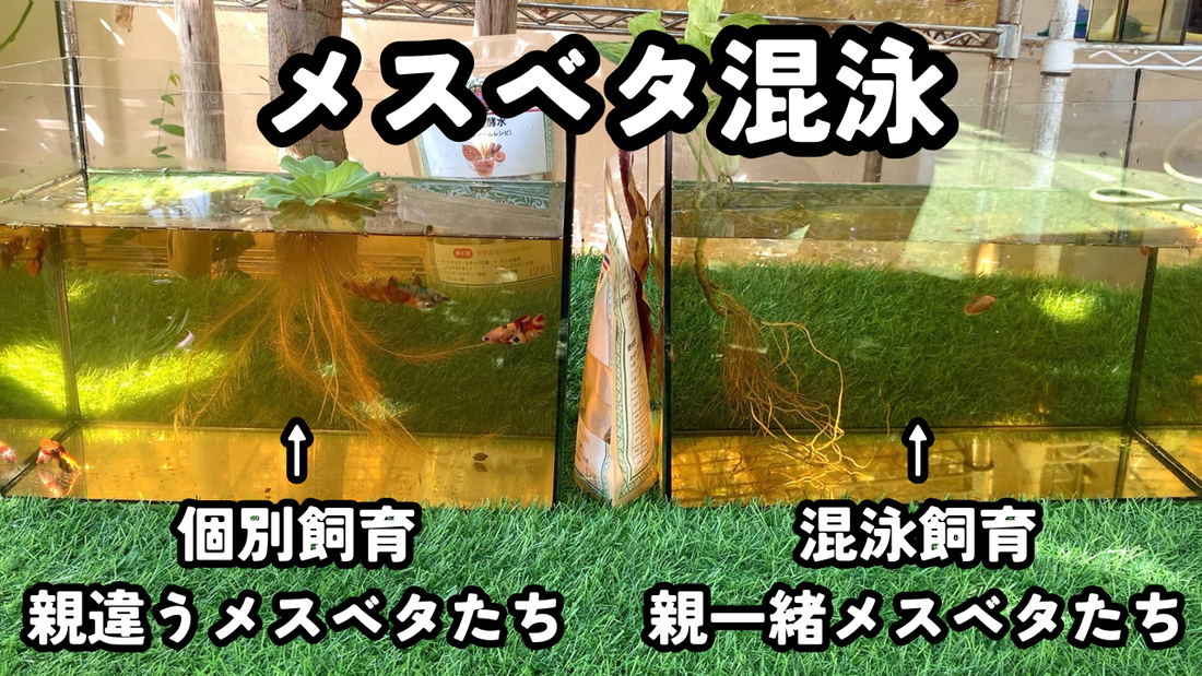 メスベタ同士を混泳させたい｜実際に試して分かったこと【飼育記録】