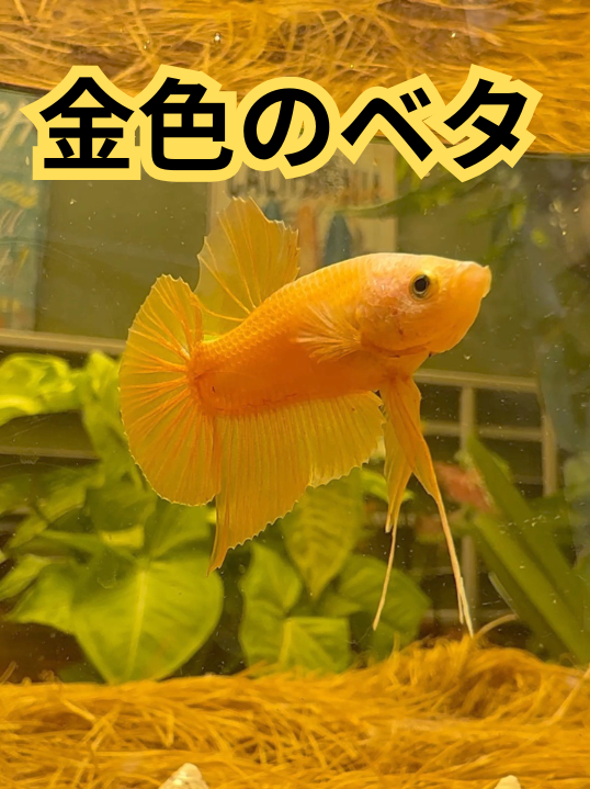 金色の魚、金色の熱帯魚、金色のベタが綺麗すぎる！動画もあるから見て