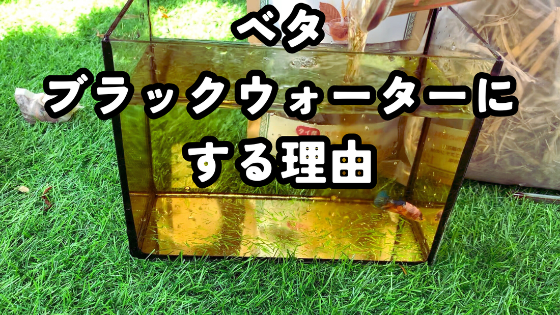 ベタをストレスの少ない水質にする理由｜ブラックウォーターという選択