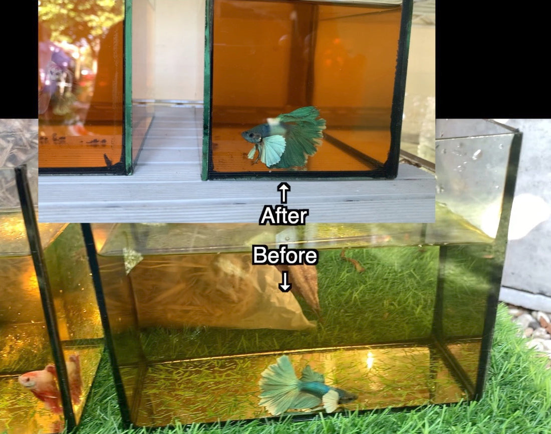 放置してしまったベタ水槽｜ベタが衰弱、病気の前にブラックウォーターでケアがおすすめ【初心者向けの方法】