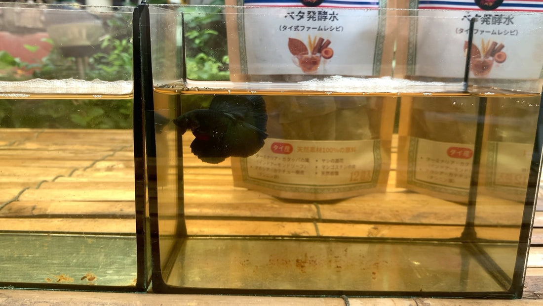 【ベタが元気がない時】小型水槽＋低水位＋ブラックウォーターで休ませる