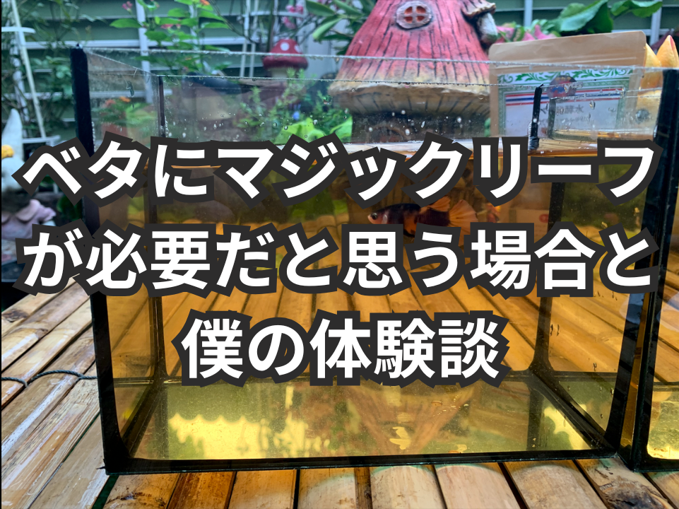 ベタの水にマジックリーフは必要？僕がそう思う理由と実体験