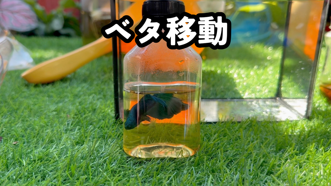 帰省や旅行でベタを一緒に移動させる方法｜袋が良い？ペットボトルでも大丈夫な条件は？
