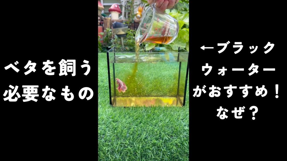 ベタを飼うのに必要なものの一つ「サカタのベタブラックウォーター」がおすすめ