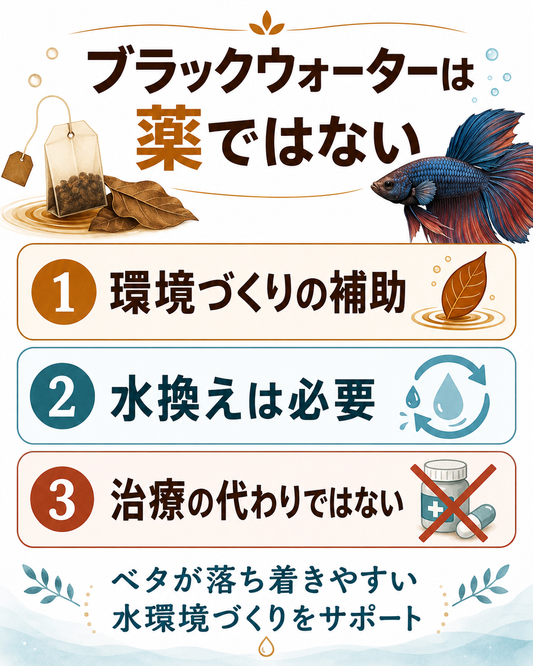 ベタの病気予防にブラックウォーターは使える？論文から慎重に考えるカタッパの葉の役割