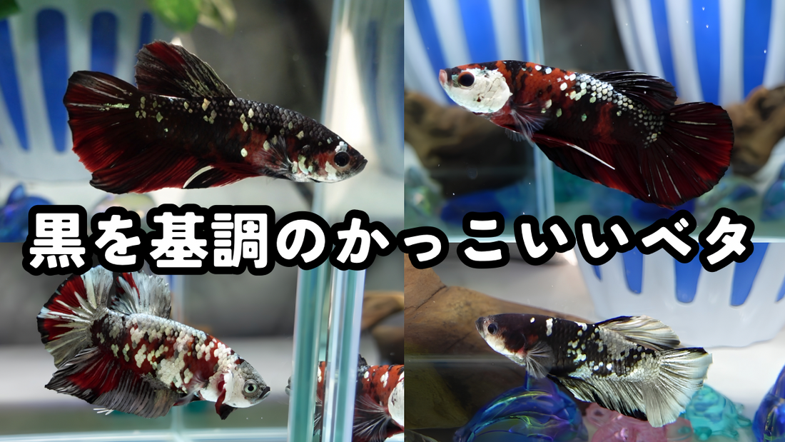 黒いベタ・かっこいいベタを探している方へ｜重厚感のあるジャイアントプラカットベタ