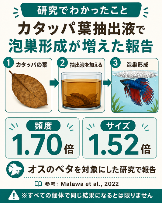カタッパの葉はベタの泡巣づくりに関係する？論文から考えるブラックウォーターと繁殖行動