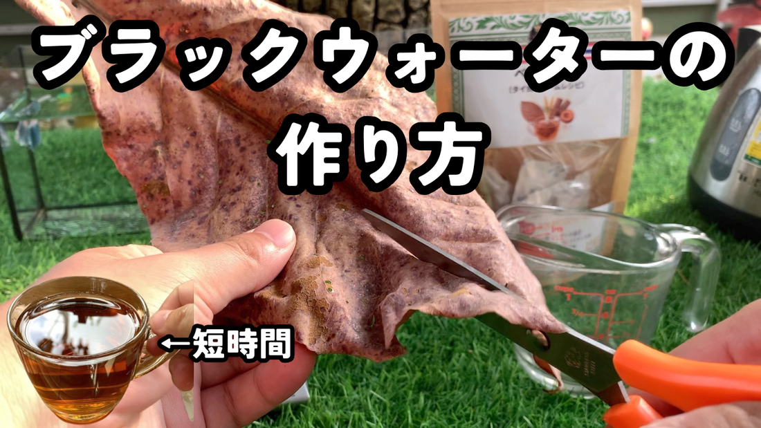 短時間で作れる！ベタのブラックウォーターの作り方｜水量・重量・時間も解説