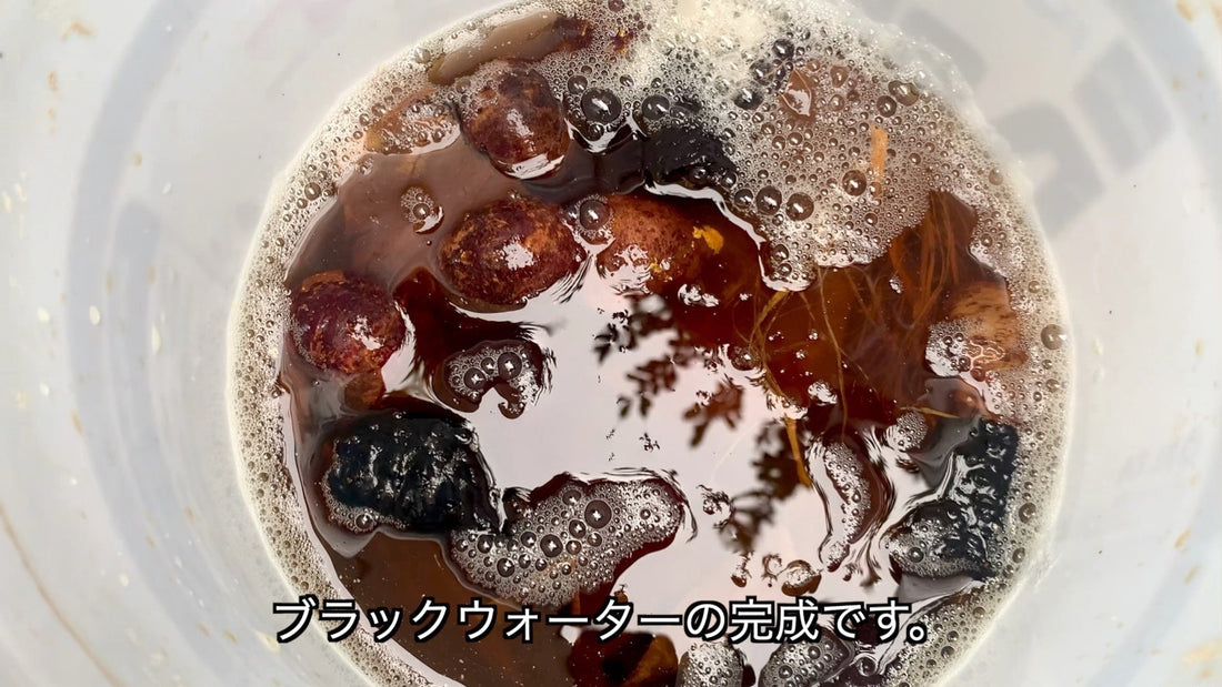 ブラックウォーターの素を作った！天然素材を使い成分を抽出！熱帯魚の水槽におすすめ