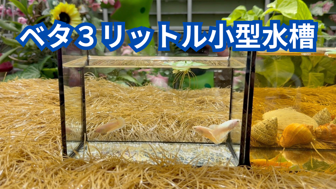 【ベタの水槽】３リットルの小型水槽で飼っていますがおすすめの理由は？水替えが楽
