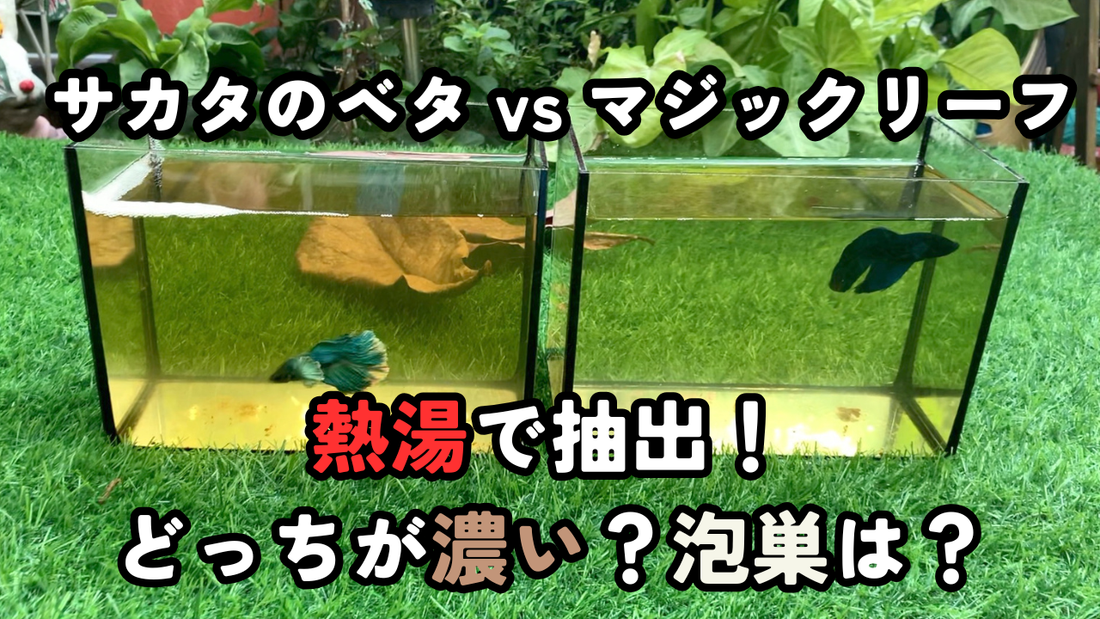 マジックリーフとサカタのベタを熱湯抽出｜ブラックウォーターの濃さとベタの泡巣