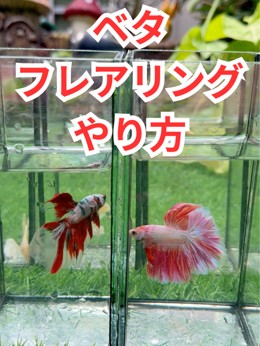 【ベタのフレアリング】しない・逃げる・やりすぎ？正しいやり方と時間を解説