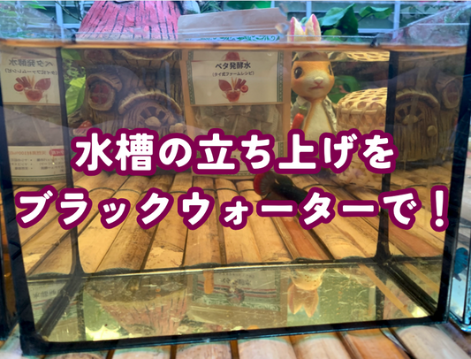 魚の水槽立ち上げにおすすめ！ブラックウォーターの効果と簡単な作り方