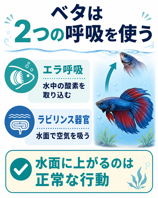 ベタにエアレーションは必要？ラビリンス器官と酸素不足を論文から解説