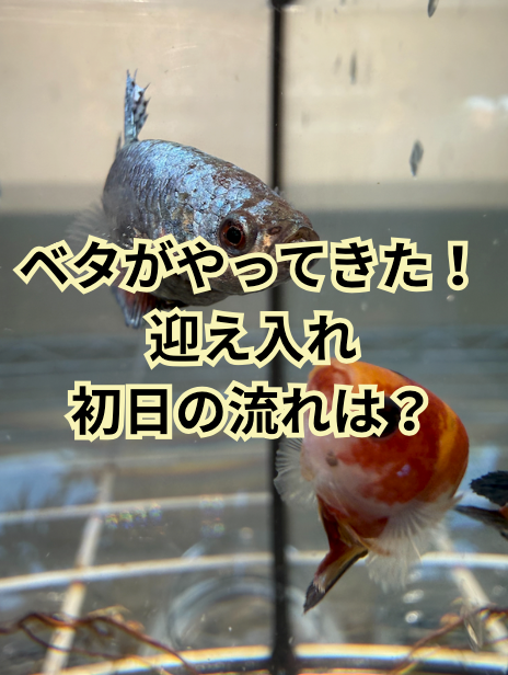 ベタがやってきた！初日の流れは？初心者にもわかりやすく迎え入れ当日の手順を解説