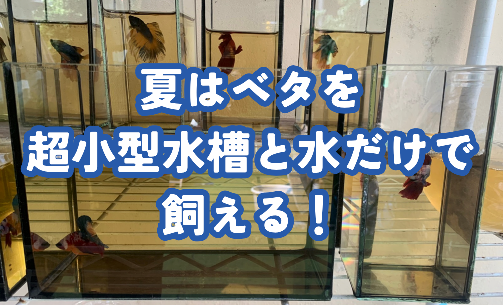 夏のベタの飼い方！小型水槽とブラックウォーターで初心者も始めやすい
