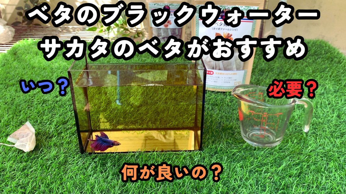 ベタのブラックウォーターにサカタのベタがおすすめ！いつ？必要？何が良いの？口コミ