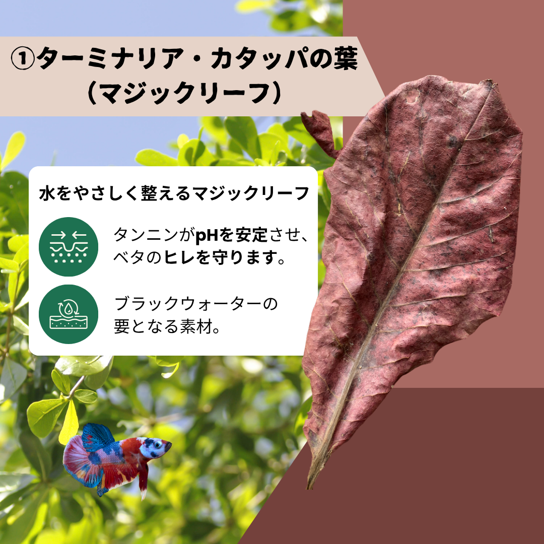 【5パック】お得な15%割引 送料無料｜ベタ発酵水（タイ式ファームレシピ）水質調整ティーバッグ 1パック12袋入