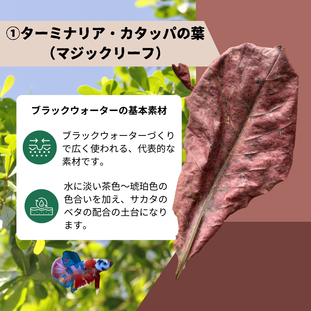 【10パック】お得な15%割引 送料無料｜ベタ発酵水（タイ式ファームレシピ）水質調整ティーバッグ 1パック12袋入
