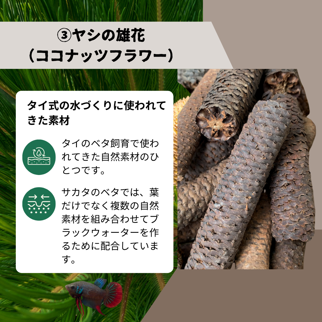【10パック】お得な15%割引 送料無料｜ベタ発酵水（タイ式ファームレシピ）水質調整ティーバッグ 1パック12袋入