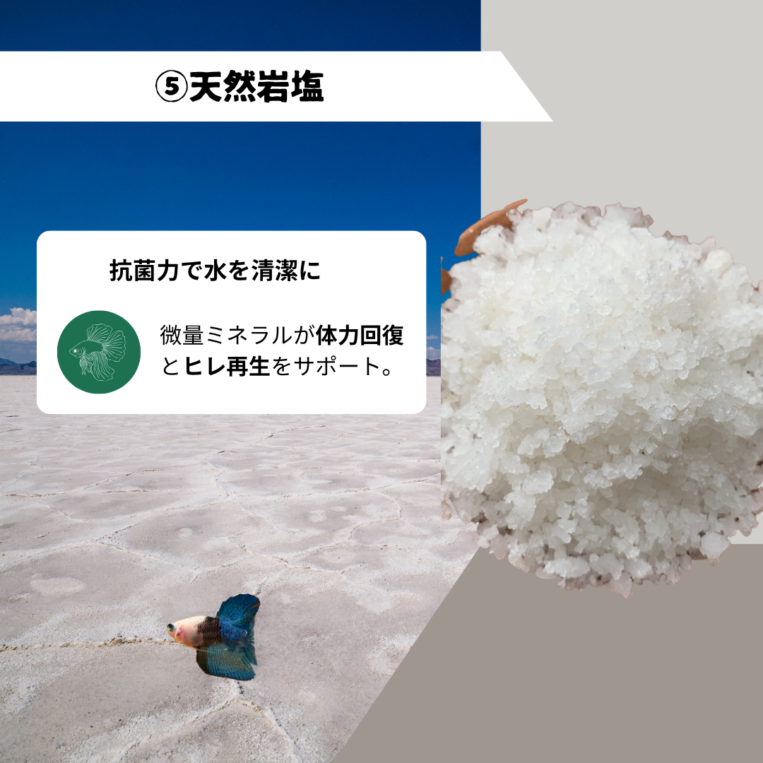 【5パック】お得な15%割引 送料無料｜ベタ発酵水（タイ式ファームレシピ）水質調整ティーバッグ 1パック12袋入